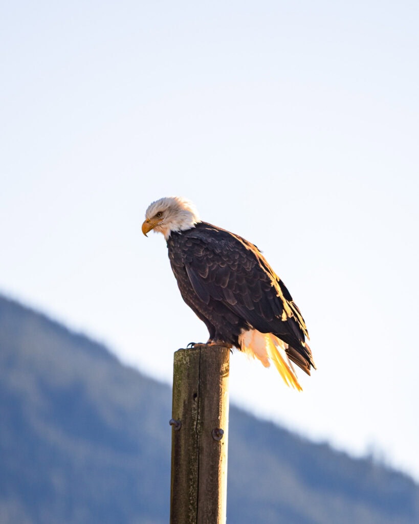 A bald eagle is perched on a wooden post, with mountains and a clear sky in the background.