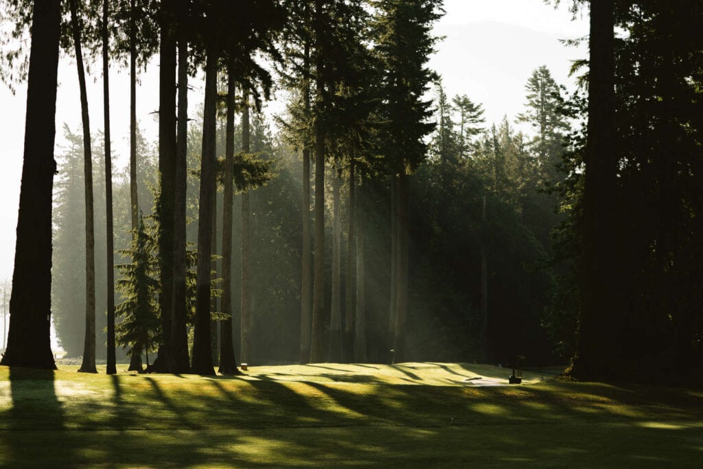 Tall pine trees cast long shadows over a grassy clearing in a forest, with sunlight streaming through the trees in the background.